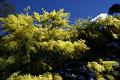 IMG_2083 * 768 x 512 * (126KB)