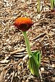 IMG_3018 * Sam flower... different angle. * Sam flower... different angle. * 512 x 768 * (146KB)