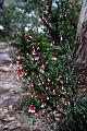 IMG_3246 * A little bell shrub. * A little bell shrub. * 512 x 768 * (113KB)