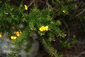 IMG_3252 * Evergreens with flowers? * Evergreens with flowers? * 768 x 512 * (81KB)
