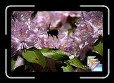bugs * (12 Slides)
