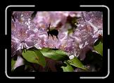 bumblebee * Busy as a... you know. * Busy as a... you know. * 756 x 504 * (67KB)
