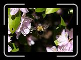 bumblebee2 * Caught midflight!  How cool is that! * Caught midflight!  How cool is that! * 2498 x 1677 * (350KB)