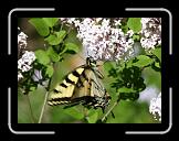 butterfly * 768 x 568 * (75KB)