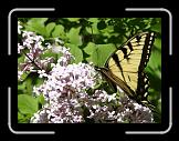 butterfly2 * 768 x 566 * (90KB)