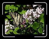 butterfly3 * 768 x 585 * (83KB)