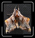 moth * 680 x 756 * (93KB)