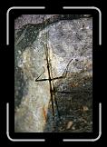 walkingstick * I found this guy outside my door one day. * I found this guy outside my door one day. * 768 x 512 * (92KB)
