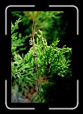 walkingstick2 * He's a walking stick. * He's a walking stick. * 768 x 512 * (82KB)
