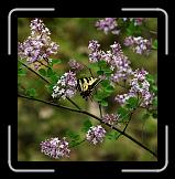 yellowswallowtail1 * Mmmmmmm.... honeyyyyyyyy..... * Mmmmmmm.... honeyyyyyyyy..... * 752 x 768 * (122KB)