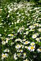 daisy2 * This is an all natural garden near one end of the lake I live on. * This is an all natural garden near one end of the lake I live on. * 528 x 792 * (107KB)