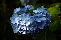 hydranga1 * Our hydrangeas came in nice and full this year. * Our hydrangeas came in nice and full this year. * 768 x 512 * (61KB)