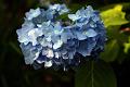 hydrangea * A little different angle. The flower is bigger than my fist. * A little different angle. The flower is bigger than my fist. * 768 x 512 * (67KB)