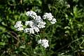 lace1 * Queen Anne's lace stands tall and proud. * Queen Anne's lace stands tall and proud. * 6600 x 4400 * (1.91MB)