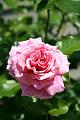 pinkrose * A rose by any other name would smell as sweet... yeah... right... whatever. * A rose by any other name would smell as sweet... yeah... right... whatever. * 512 x 768 * (56KB)