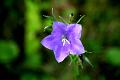 purplestar * Purple star... * Purple star... * 792 x 528 * (49KB)