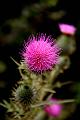 sf-thistle * I couldn't pass up this beautiful but thorny thistle. * I couldn't pass up this beautiful but thorny thistle. * 512 x 768 * (44KB)