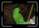 Birds * (19 Slides)
