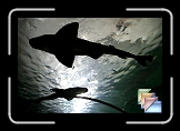 Fish * (14 Slides)