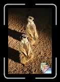 Mammals * (21 Slides)