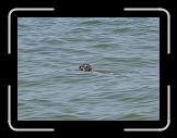 cape-seal * This seal was shot in Wellfleet harbor... with my camera! * This seal was shot in Wellfleet harbor... with my camera! * 768 x 565 * (52KB)