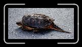 snapper1 * And this is AFTER she's taken a bath! * And this is AFTER she's taken a bath! * 768 x 368 * (106KB)
