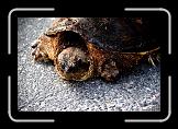 snapper2 * Hey!  You looking at me!  You looking at me punk! * Hey!  You looking at me!  You looking at me punk! * 768 x 512 * (143KB)