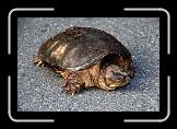 snapper3 * Snapping turtles are the definition of prehistoric. * Snapping turtles are the definition of prehistoric. * 768 x 512 * (131KB)