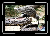 birds * (15 Slides)