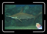 fish * (32 Slides)