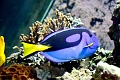 blueparrotfish * Brillant boy... * Brillant boy... * 768 x 512 * (93KB)