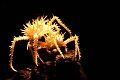 crabby * This guy is crabby! * This guy is crabby! * 768 x 512 * (58KB)
