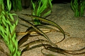 trumpetfish * Trumpet fish. * Trumpet fish. * 768 x 512 * (90KB)