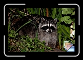 mammals * (8 Slides)