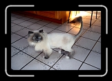 cleo6 * Cleo loves her yearly Lion's cut. * 768 x 512 * (254KB)