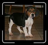 ecco1 * His name is Echo * 768 x 698 * (360KB)