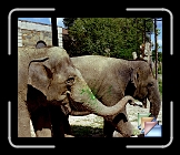 zoo * (5 Slides)
