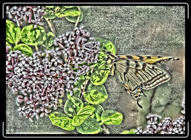butterfly.jpg - This guy turns out to be the perfect subject for a photosketch.