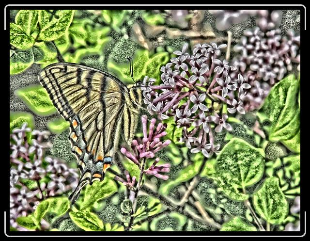 butterfly2.jpg - He provided a nice profile.