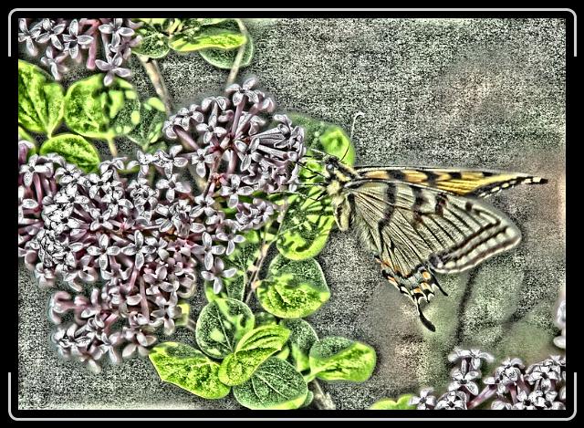 butterfly3.jpg - and then some.
