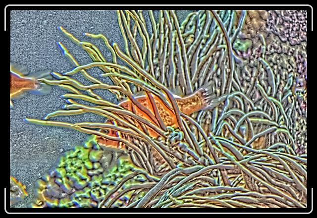 clownfish.jpg - Peek-a-boo ClownFish
