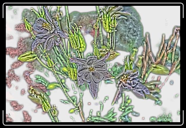 columbine.jpg - Columbine stars.