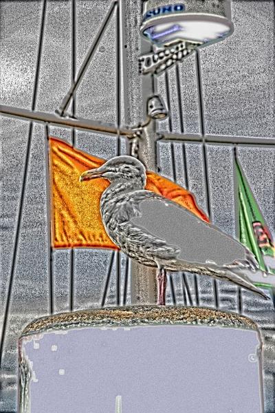 gullsketch.jpg