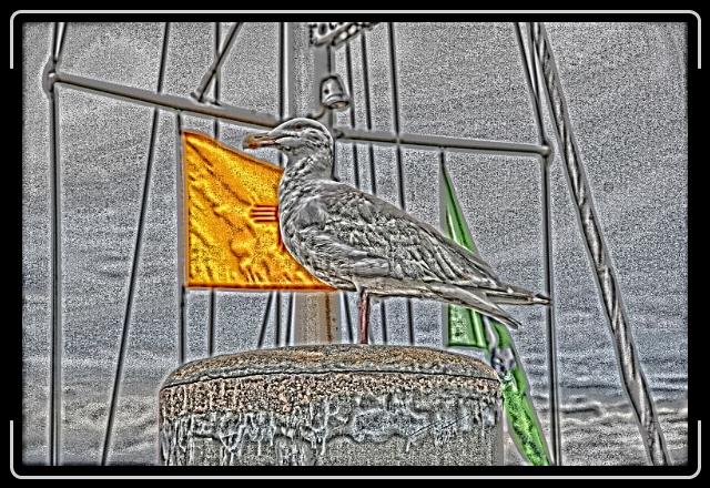 proudseagull.jpg - Proud Seagull.