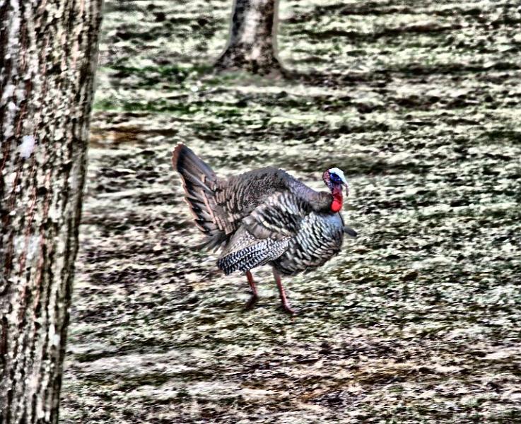 turkey2.jpg - and then ran away...