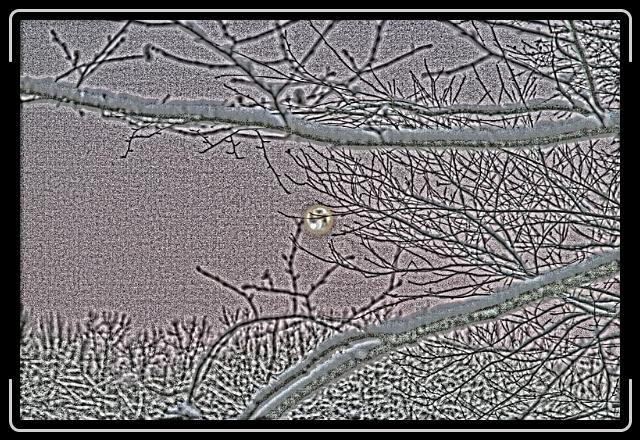 wintersun.jpg - Winter's Sun