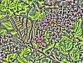 butterfly2