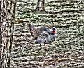 turkey2