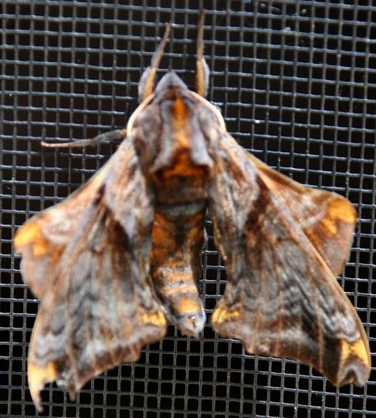 moth.jpg