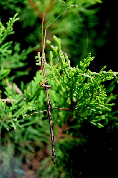 walkingstick2.jpg - He's a walking stick.